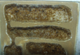 Lasius flavus