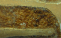 Lasius flavus