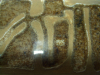 Lasius flavus
