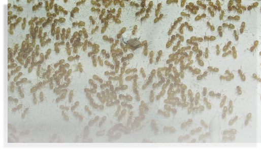 Lasius flavus Ameisenhaltung und Ameisenhaltungsbericht