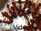 Manica rubida Nest Video