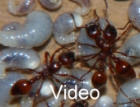 Manica rubida Nest Video