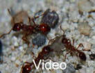 Manica rubida Video