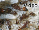 Manica rubida Video