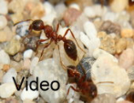 Manica rubida Video
