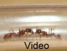 Manica rubida Video