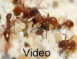 Manica rubida Video