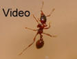 Manica rubida Video