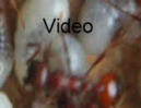 Manica rubida Video