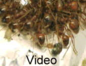 Manica rubida Video