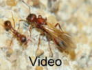 Manica rubida Video
