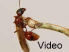 Manica rubida Video