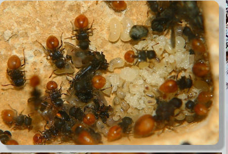 Merano plus Ameisenhaltung Ameisenaufzucht