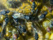Camponotus singularis Camponotus singularis