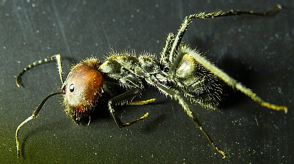Camponotus singularis Major Camponotus singularis Major