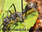 Pachycondyla apicalis Pachycondyla apicalis