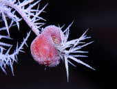 Winter _6- Winter _6-