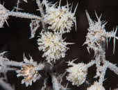 Winter _8- Winter _8-