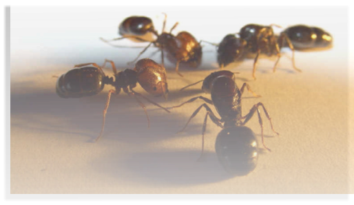 Ameisenhaltung, Videos aus der Ameisenhaltung