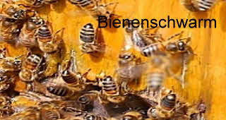 Bienenschwarm Video