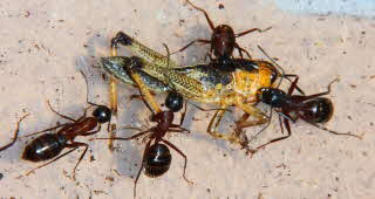 Camponotus ligniperda Video