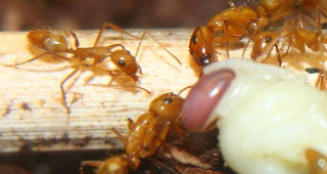 Camponotus spec. Video