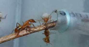 Camponotus spec. Video