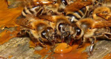 Trinkende Bienen Video