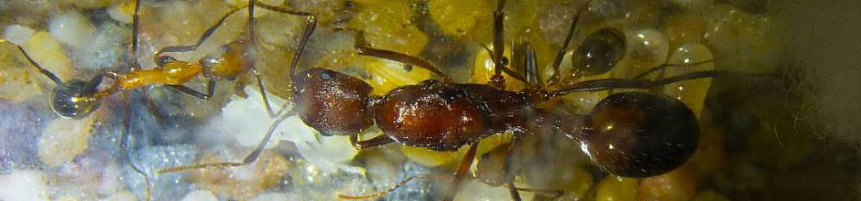 Aphaenogaster texana