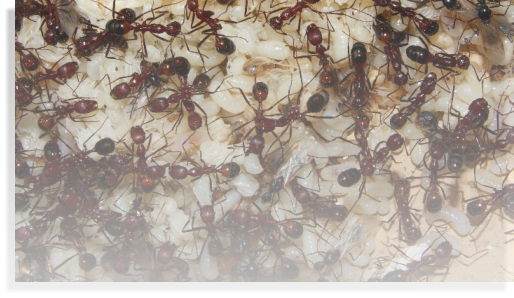 Aphaenogaster texana AmeisenHaltung & Ameisenhaltungsbericht
