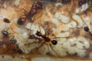 Aphaenogaster texana Brut
