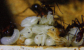 Aphaenogaster texana Brut
