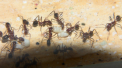Aphaenogaster texana Futter