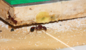 Aphaenogaster texana Königin