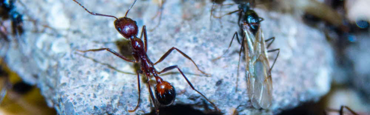 Aphaenogaster texana Männchen