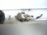Camponotus herculeanus Gründung