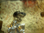Camponotus herculeanus Königin