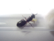 Camponotus herculeanus Königin.
