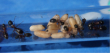 Camponotus herculeanus Puppen