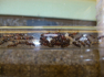 Camponotus herculeanus kleines Volk