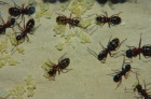 Camponotus ligniperda Nesteinblick