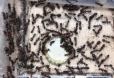 Camponotus ligniperda beim Wassertrinken