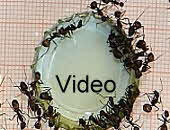 Camponotus nicobarensis Futterversuch Video