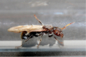 Camponotus sericeus