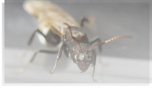 Camponotus sericeus Ameisenhaltung Ameisenhaltungsbericht