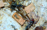 Camponotus singularis Futterreste