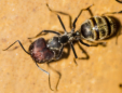 Camponotus singularis Major