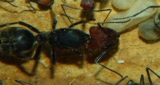 Camponotus singularis Nesteinblick Video