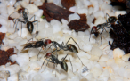 Camponotus singularis schwärmen