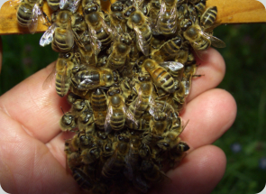 Bienen auf der Hand